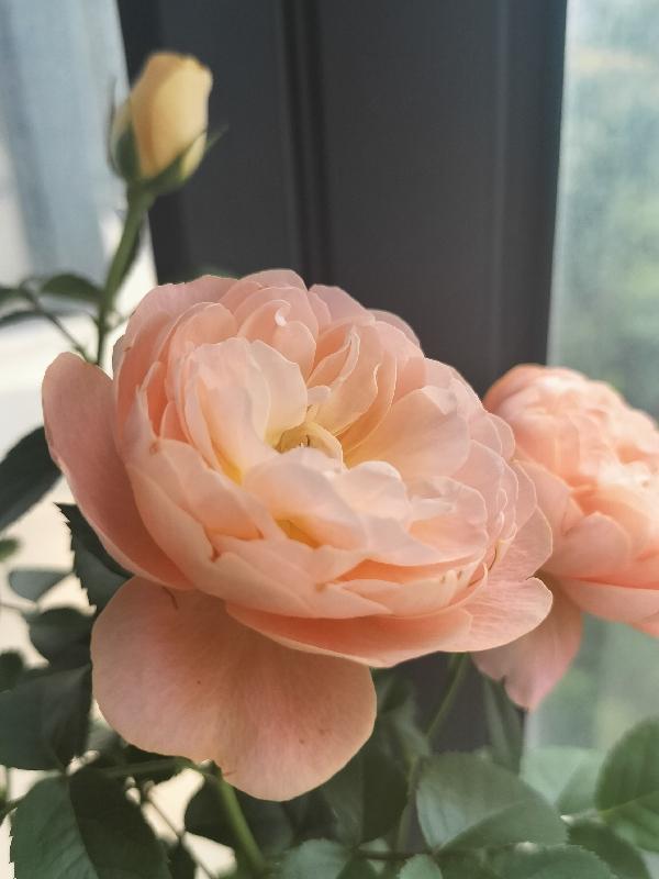 腹黑王爷彪悍妃全文免费阅读全文