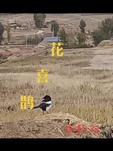 花喜鹊剧情简介