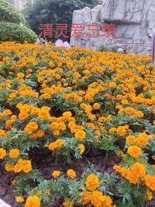 忘羡情羡