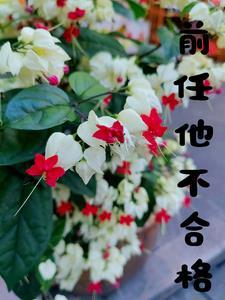 前任不能挽回的表现